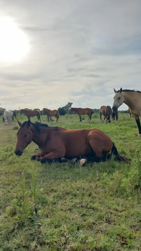 Cabalgata en Esencia Ecuestre