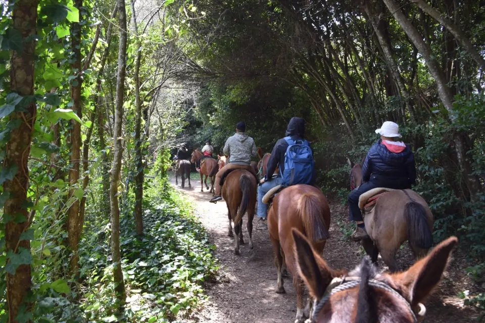 Cabalgatas de Esencia Ecuestre en Punta Indio