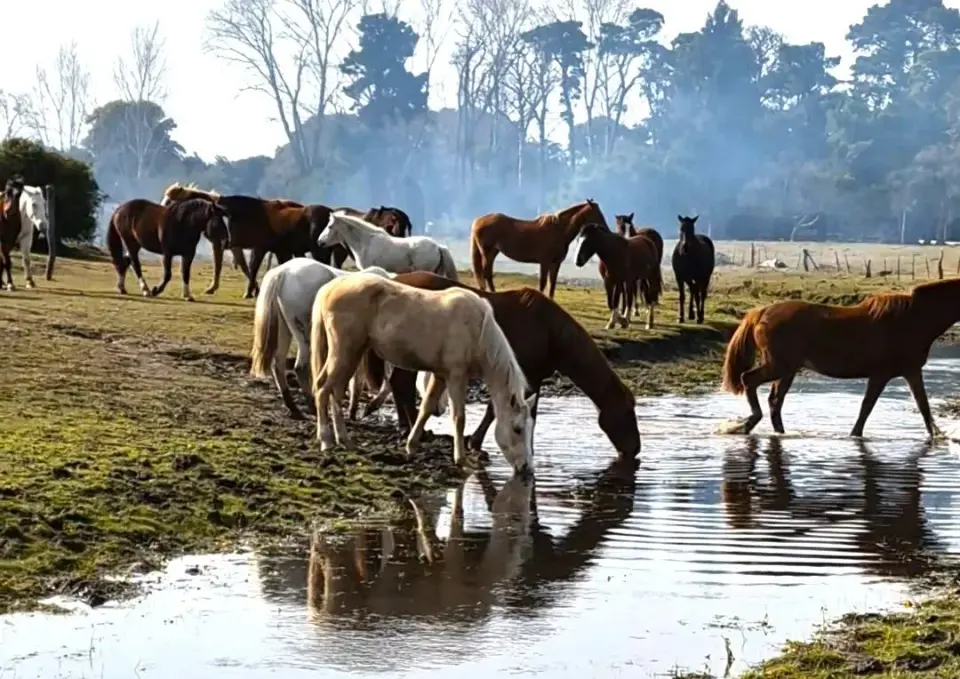 Cabalgatas de Esencia Ecuestre en Punta Indio