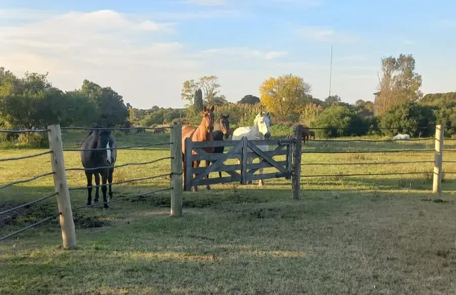 Armonización Energética con Caballos