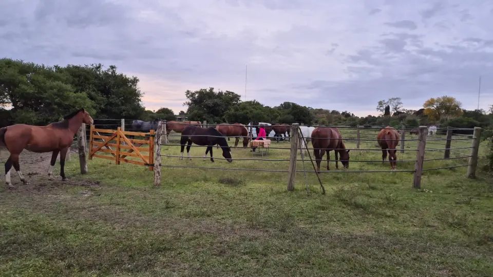 Armonización Energética con Caballos